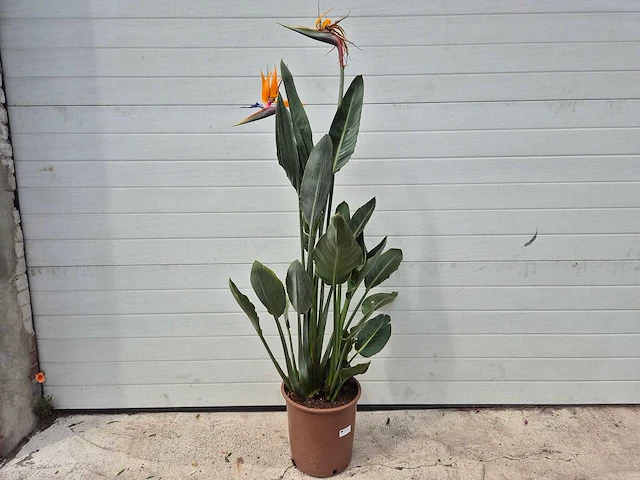 Paradijsvogelbloem - strelitzia reginae bloeiend - tuin- en kamerplant - hoogte ca. 130 cm - afbeelding 1 van  10