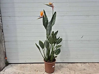 Paradijsvogelbloem - strelitzia reginae bloeiend - tuin- en kamerplant - hoogte ca. 130 cm - afbeelding 1 van  10