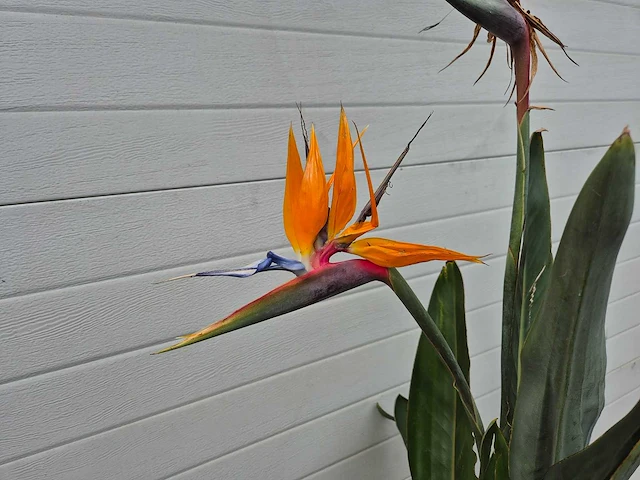 Paradijsvogelbloem - strelitzia reginae bloeiend - tuin- en kamerplant - hoogte ca. 130 cm - afbeelding 3 van  10