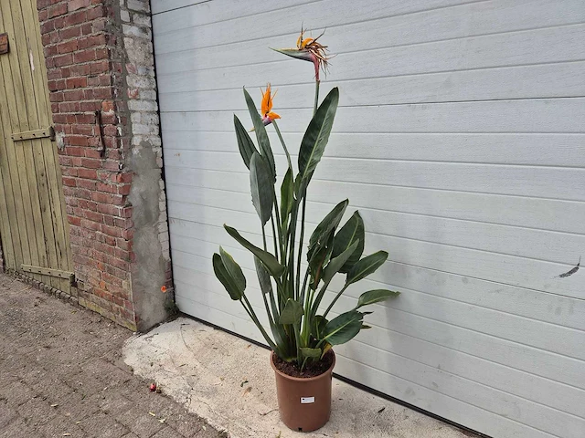 Paradijsvogelbloem - strelitzia reginae bloeiend - tuin- en kamerplant - hoogte ca. 130 cm - afbeelding 4 van  10