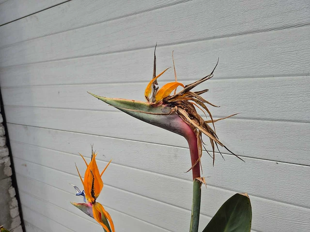 Paradijsvogelbloem - strelitzia reginae bloeiend - tuin- en kamerplant - hoogte ca. 130 cm - afbeelding 5 van  10