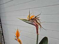Paradijsvogelbloem - strelitzia reginae bloeiend - tuin- en kamerplant - hoogte ca. 130 cm - afbeelding 5 van  10