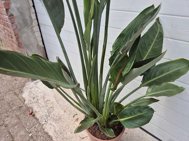 Paradijsvogelbloem - strelitzia reginae bloeiend - tuin- en kamerplant - hoogte ca. 130 cm - afbeelding 6 van  10