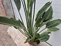 Paradijsvogelbloem - strelitzia reginae bloeiend - tuin- en kamerplant - hoogte ca. 130 cm - afbeelding 6 van  10