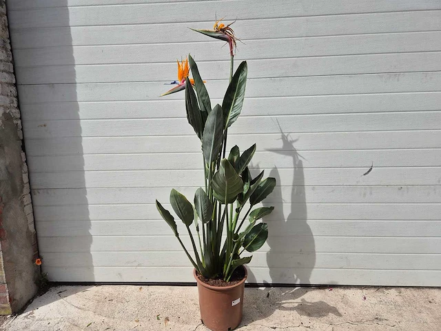 Paradijsvogelbloem - strelitzia reginae bloeiend - tuin- en kamerplant - hoogte ca. 130 cm - afbeelding 7 van  10