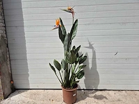 Paradijsvogelbloem - strelitzia reginae bloeiend - tuin- en kamerplant - hoogte ca. 130 cm - afbeelding 7 van  10