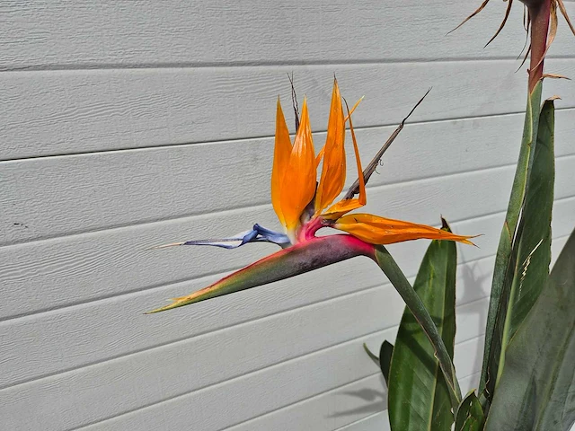 Paradijsvogelbloem - strelitzia reginae bloeiend - tuin- en kamerplant - hoogte ca. 130 cm - afbeelding 8 van  10