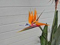 Paradijsvogelbloem - strelitzia reginae bloeiend - tuin- en kamerplant - hoogte ca. 130 cm - afbeelding 8 van  10