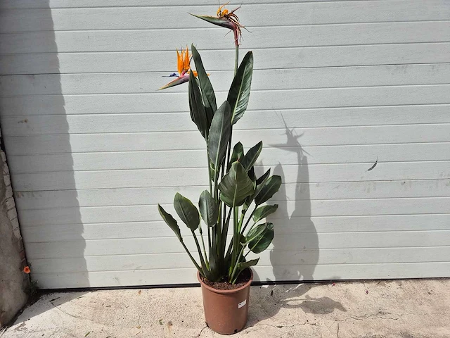 Paradijsvogelbloem - strelitzia reginae bloeiend - tuin- en kamerplant - hoogte ca. 130 cm - afbeelding 9 van  10