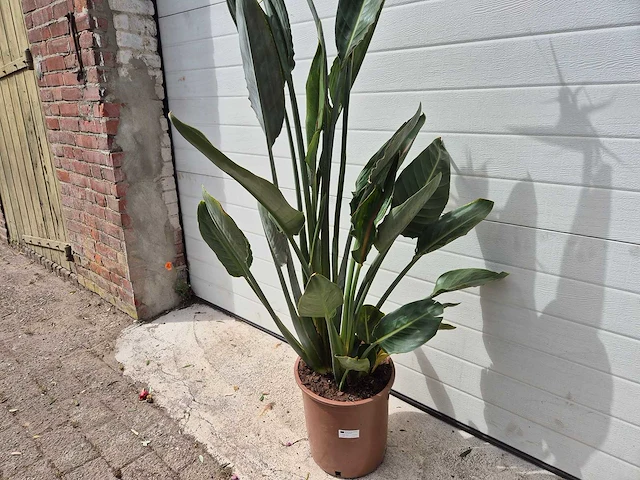 Paradijsvogelbloem - strelitzia reginae bloeiend - tuin- en kamerplant - hoogte ca. 130 cm - afbeelding 10 van  10