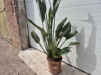Paradijsvogelbloem - strelitzia reginae bloeiend - tuin- en kamerplant - hoogte ca. 130 cm - afbeelding 10 van  10