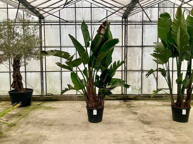 Paradijsvogelbloem (strelitzia reginae) - afbeelding 1 van  1