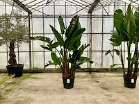 Paradijsvogelbloem (strelitzia reginae) - afbeelding 1 van  1