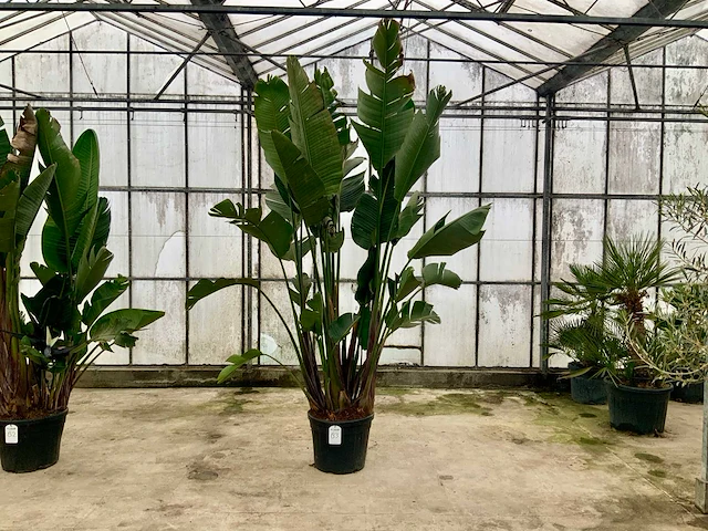 Paradijsvogelbloem (strelitzia reginae) - afbeelding 1 van  1