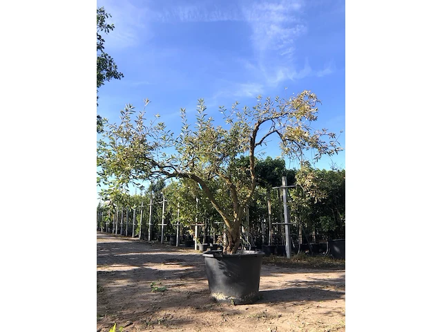 Parelstruik exochorda 'the bride', karakterboom, witte bloei, ca. 200 cm - afbeelding 1 van  2