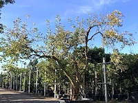 Parelstruik exochorda 'the bride', karakterboom, witte bloei, ca. 200 cm - afbeelding 1 van  2