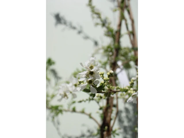 Parelstruik exochorda 'the bride', karakterboom, witte bloei, ca. 200 cm - afbeelding 2 van  2