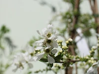 Parelstruik exochorda 'the bride', karakterboom, witte bloei, ca. 200 cm - afbeelding 2 van  2