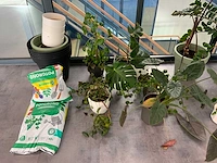 Partij kamerplanten - afbeelding 2 van  5