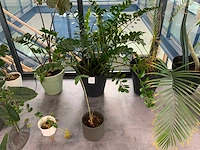 Partij kamerplanten - afbeelding 3 van  5