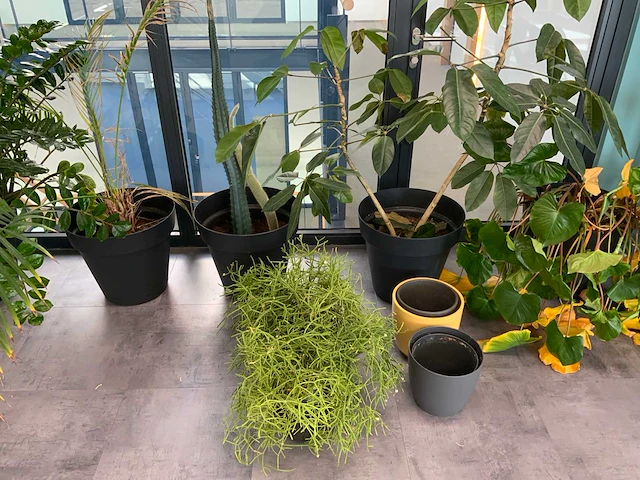 Partij kamerplanten - afbeelding 4 van  5