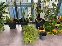 Partij kamerplanten - afbeelding 4 van  5