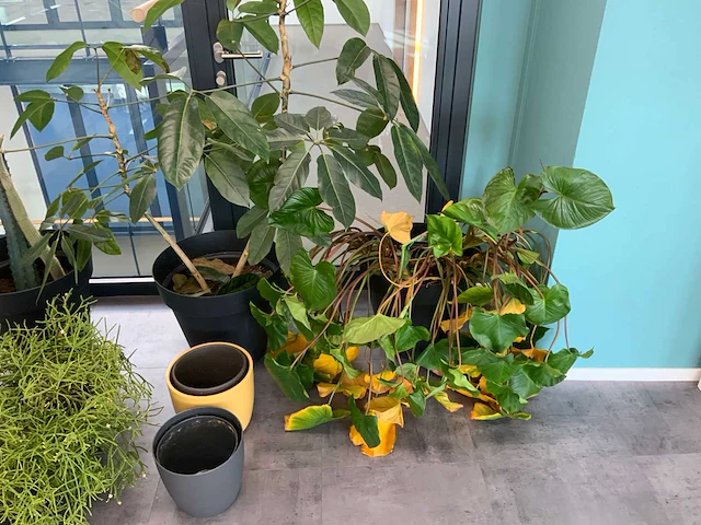 Partij kamerplanten - afbeelding 5 van  5