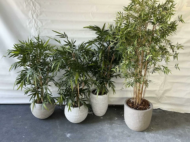 Partij kunst planten met pot - afbeelding 1 van  2