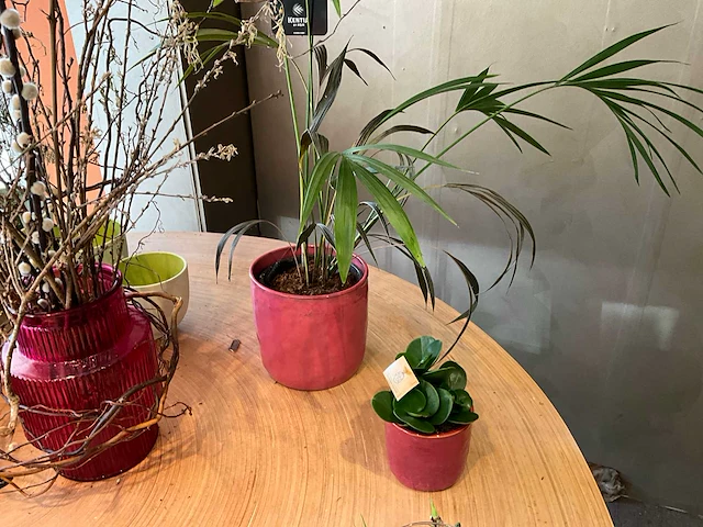 Partij kunstkamerplanten en kunstbloemen - afbeelding 5 van  7