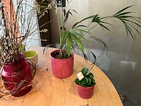 Partij kunstkamerplanten en kunstbloemen - afbeelding 5 van  7