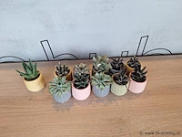 Partij kunstplanten - 11 stuks - afbeelding 1 van  2