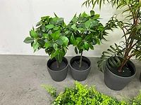 Partij kunstplanten - afbeelding 6 van  7