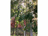 Peer - vrucht- / fruitboom - afbeelding 2 van  4