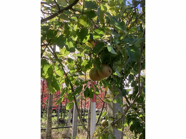Peer - vrucht- / fruitboom - afbeelding 3 van  4