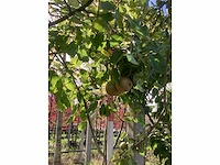 Peer - vrucht- / fruitboom - afbeelding 3 van  4