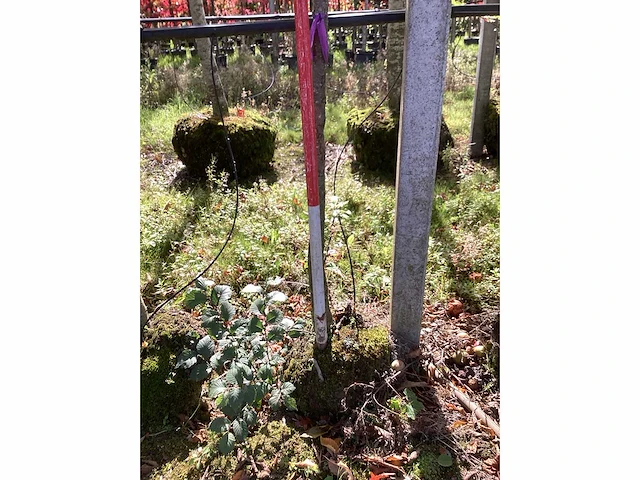 Peer - vrucht- / fruitboom - afbeelding 4 van  4