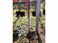 Peer - vrucht- / fruitboom - afbeelding 4 van  4