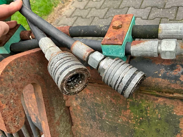 Pelikaanbak mestriek - afbeelding 5 van  9