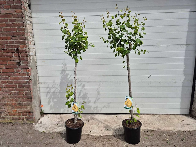 Perenboom - fruit tree - pyrus communis - hoogte ca. 170cm - afbeelding 1 van  3