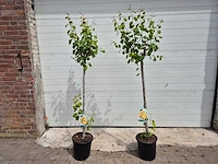Perenboom - fruit tree - pyrus communis - hoogte ca. 170cm - afbeelding 1 van  3