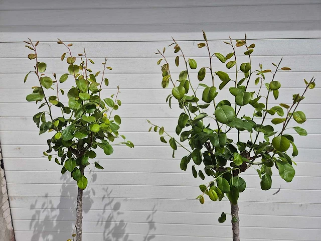 Perenboom - fruit tree - pyrus communis - hoogte ca. 170cm - afbeelding 2 van  3