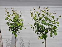 Perenboom - fruit tree - pyrus communis - hoogte ca. 170cm - afbeelding 2 van  3