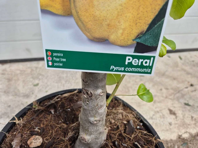 Perenboom - fruit tree - pyrus communis - hoogte ca. 170cm - afbeelding 3 van  3