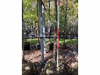 Perenboom - vrucht- / fruitboom - afbeelding 3 van  3