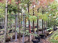 Perenboom - vrucht- / fruitboom - afbeelding 1 van  4