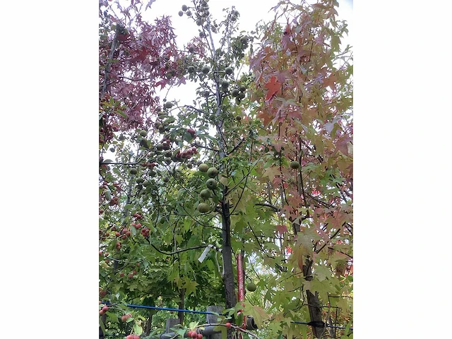 Perenboom - vrucht- / fruitboom - afbeelding 2 van  4