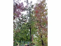 Perenboom - vrucht- / fruitboom - afbeelding 2 van  4