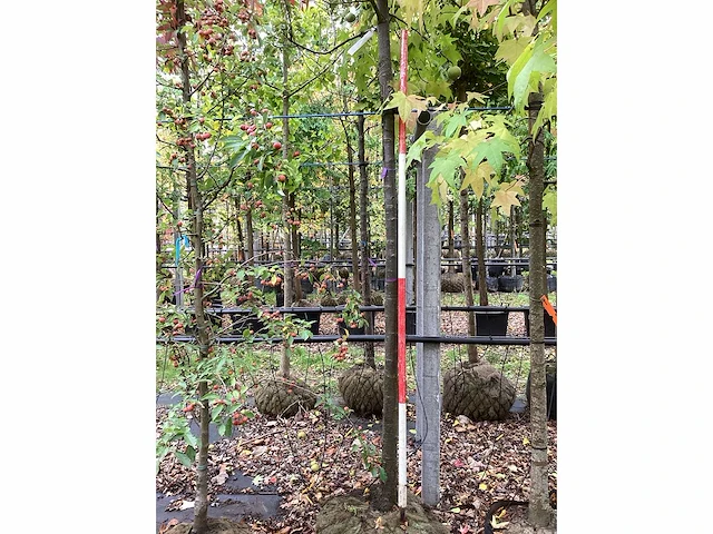 Perenboom - vrucht- / fruitboom - afbeelding 3 van  4