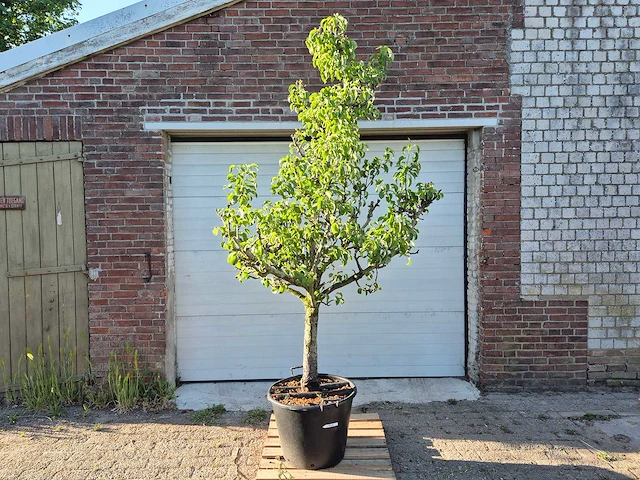 Perenboom conference - fruit tree - pyrus communis - hoogte ca. 250cm - afbeelding 1 van  5
