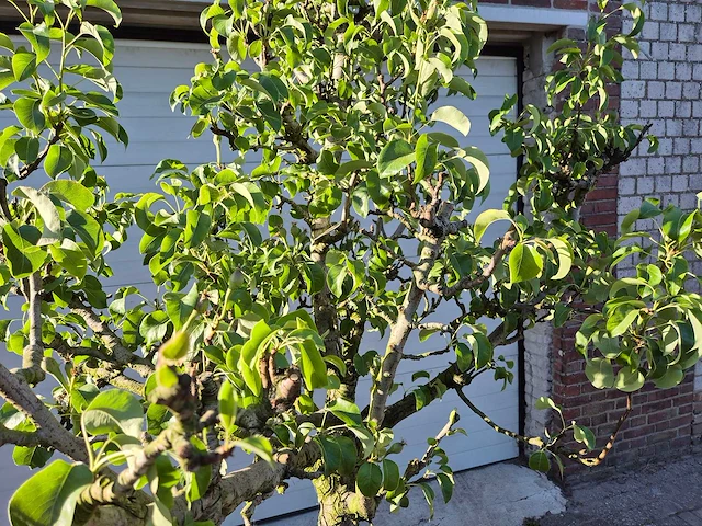 Perenboom conference - fruit tree - pyrus communis - hoogte ca. 250cm - afbeelding 2 van  5